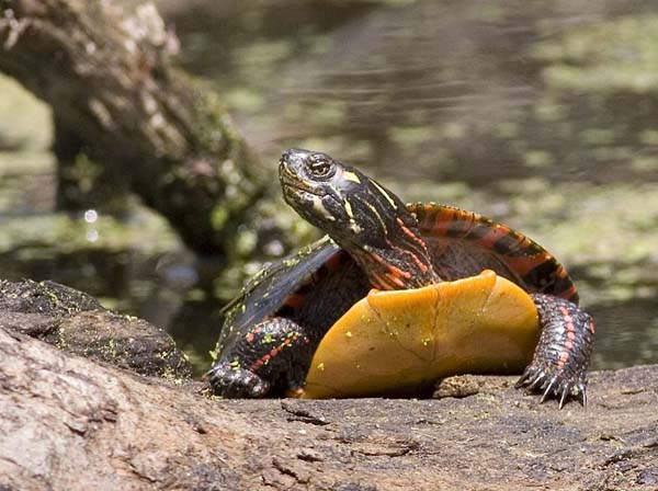 chrysemys picta picta, turtle, painted turtle, eastern painted turtle